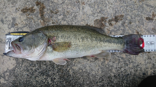 ブラックバスの釣果