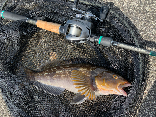 アブラコの釣果