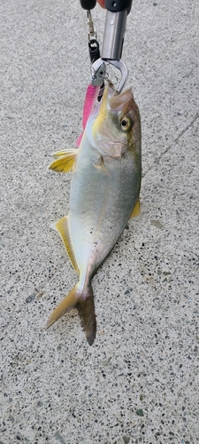 カンパチの釣果