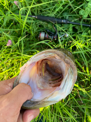 ブラックバスの釣果