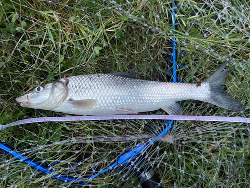 ニゴイの釣果