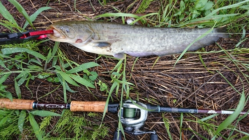 ナマズの釣果