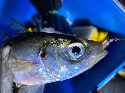 マアジの釣果