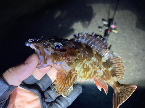 カサゴの釣果