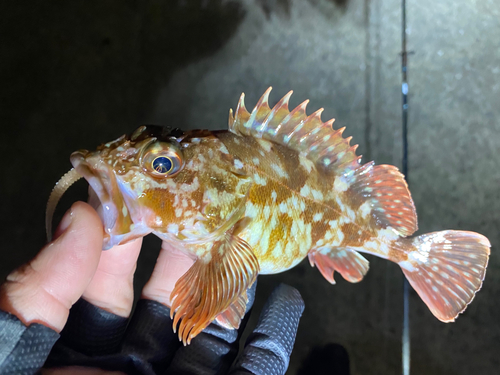 カサゴの釣果