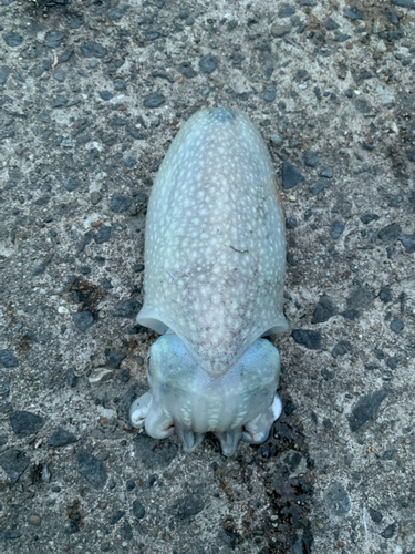 シリヤケイカの釣果