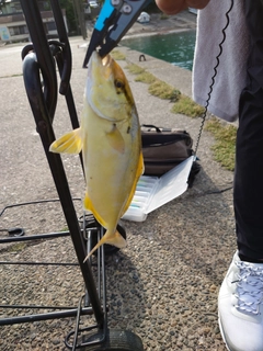 ショゴの釣果