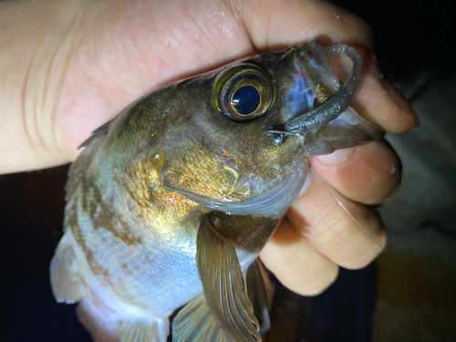 シロメバルの釣果