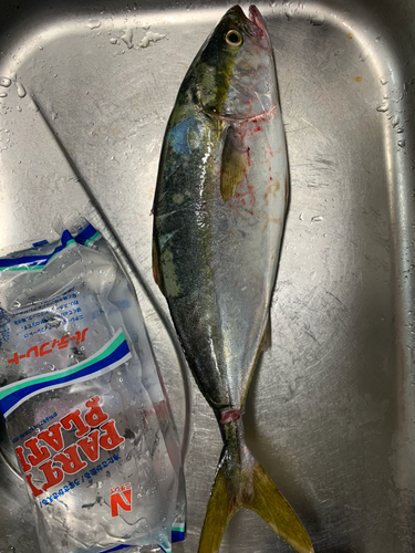 ハマチの釣果