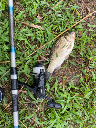 フナの釣果