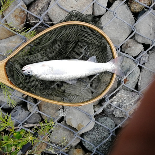 ニジマスの釣果