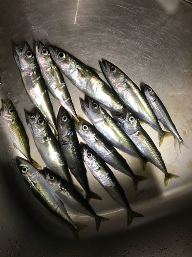 サバの釣果