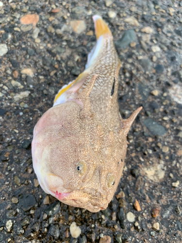 ミシマオコゼの釣果