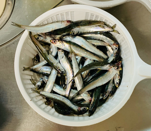 イワシの釣果