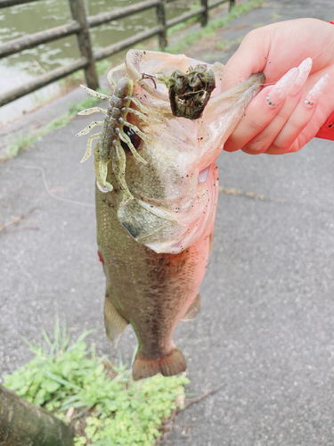 ブラックバスの釣果