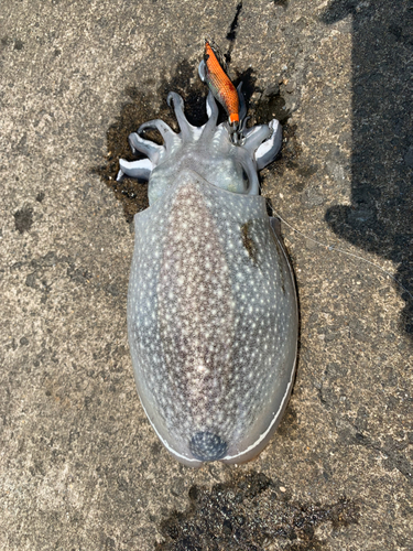 シリヤケイカの釣果