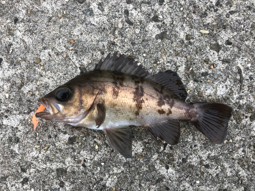 メバルの釣果