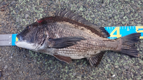 チヌの釣果