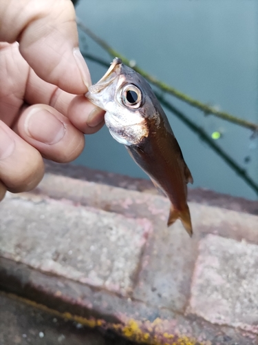 ムツの釣果