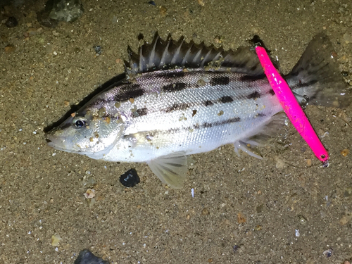 シマイサキの釣果