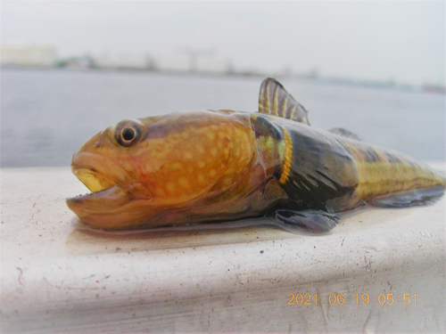 アカオビシマハゼの釣果