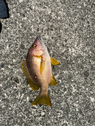 フエダイの釣果