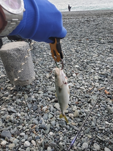 ワカシの釣果