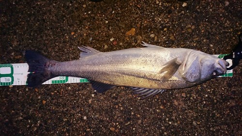 スズキの釣果