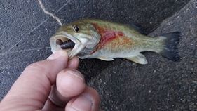 スモールマウスバスの釣果