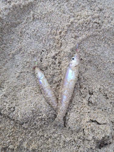 キスの釣果