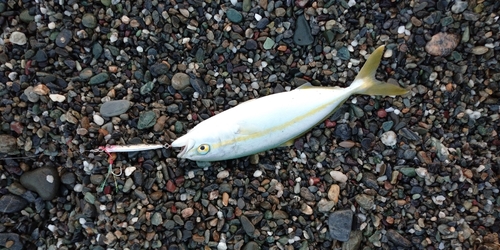 ワカナゴの釣果