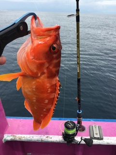 アカハタの釣果