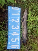 ライギョの釣果