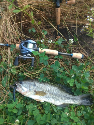 ブラックバスの釣果