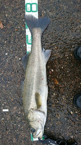 スズキの釣果