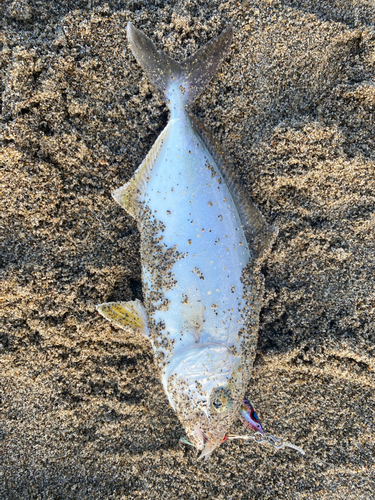 ショゴの釣果