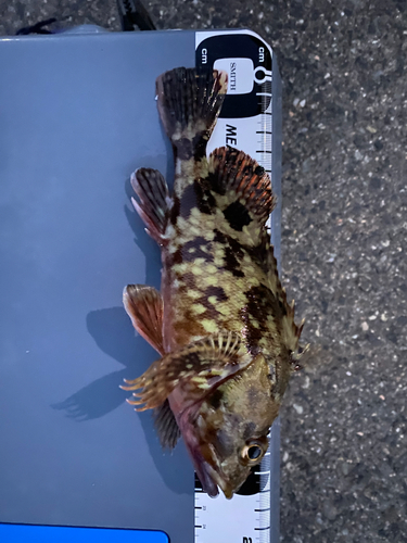 カサゴの釣果