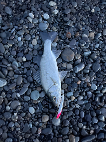 セイゴ（ヒラスズキ）の釣果