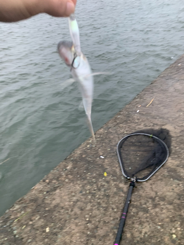 コノシロの釣果