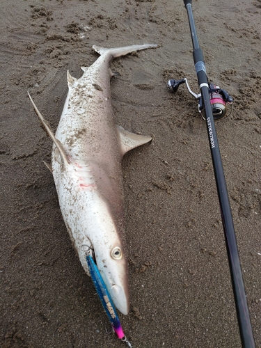 サメの釣果