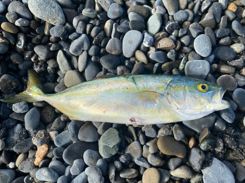 ワカシの釣果