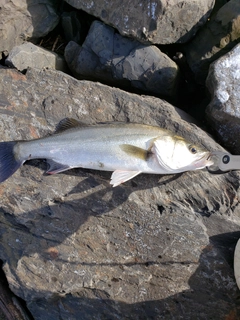 スズキの釣果