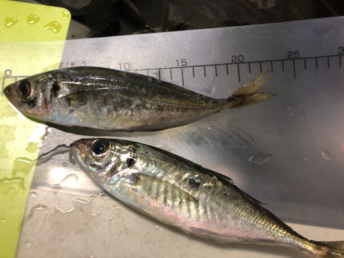 アジの釣果