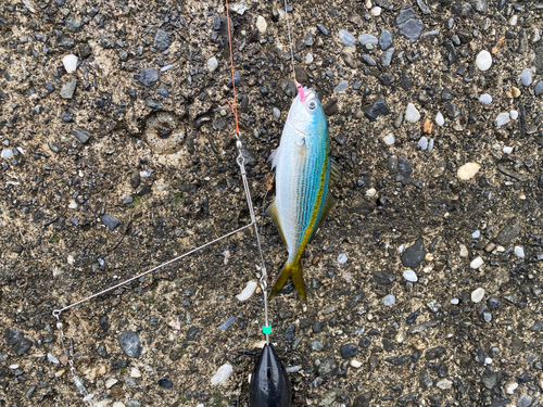 タカベの釣果