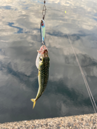 サバの釣果