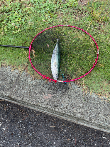 サバの釣果