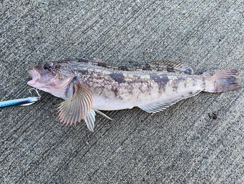 アイナメの釣果