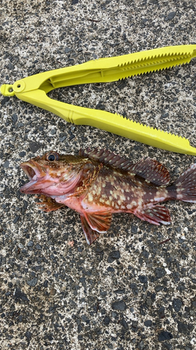 カサゴの釣果