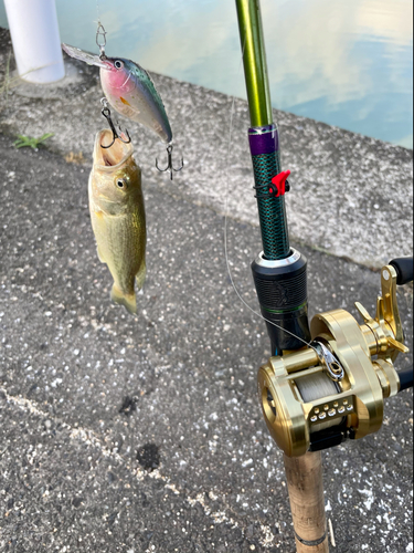 ラージマウスバスの釣果