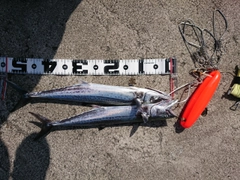 サゴシの釣果